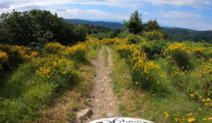 The spectacular blooming of gorse on one of our E-MTB Enduro tours in the heights of Genoa